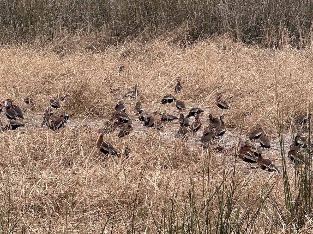 Black-bellied Whistling-Duck - ML646432532