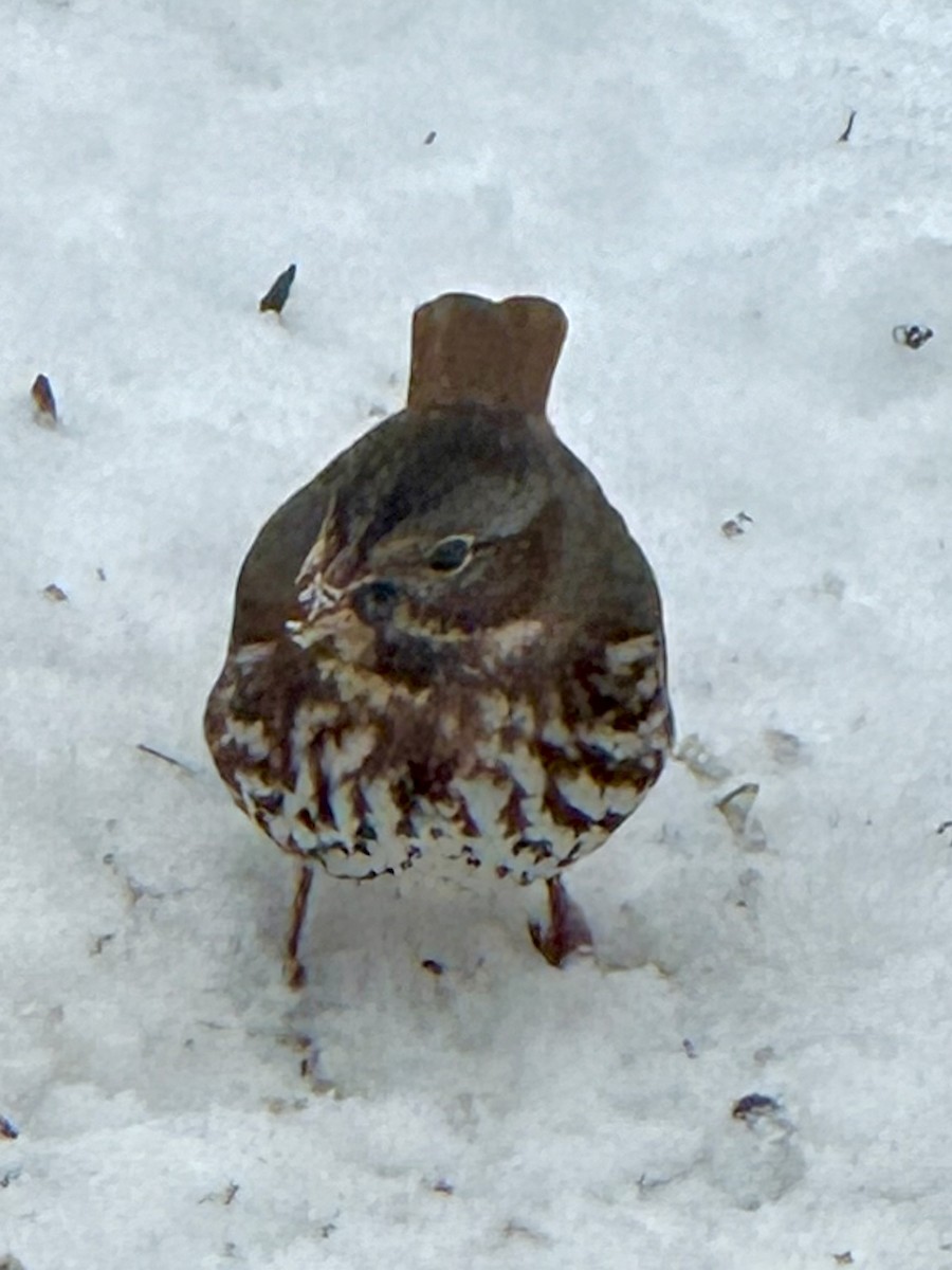 Fox Sparrow - ML646432534
