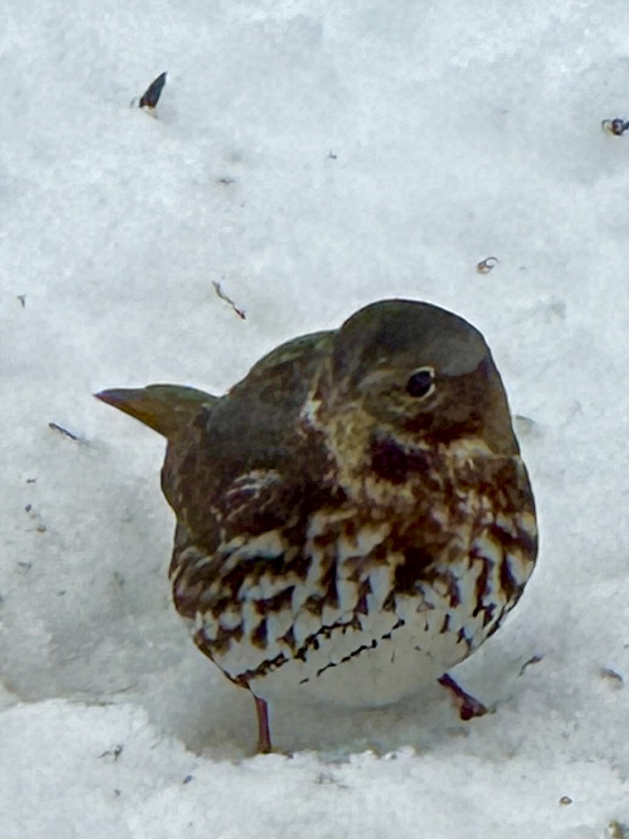Fox Sparrow - ML646432535