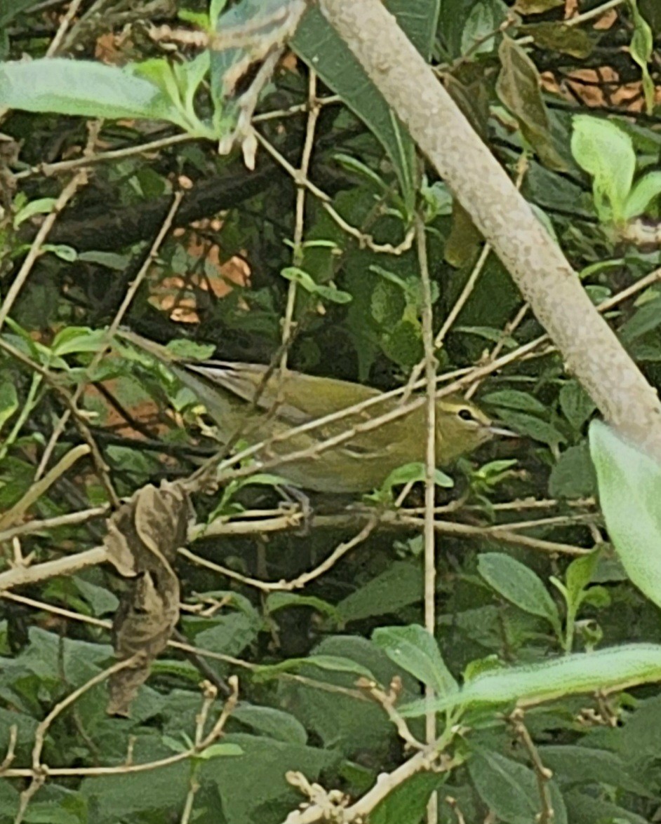 Tennessee Warbler - ML646432536
