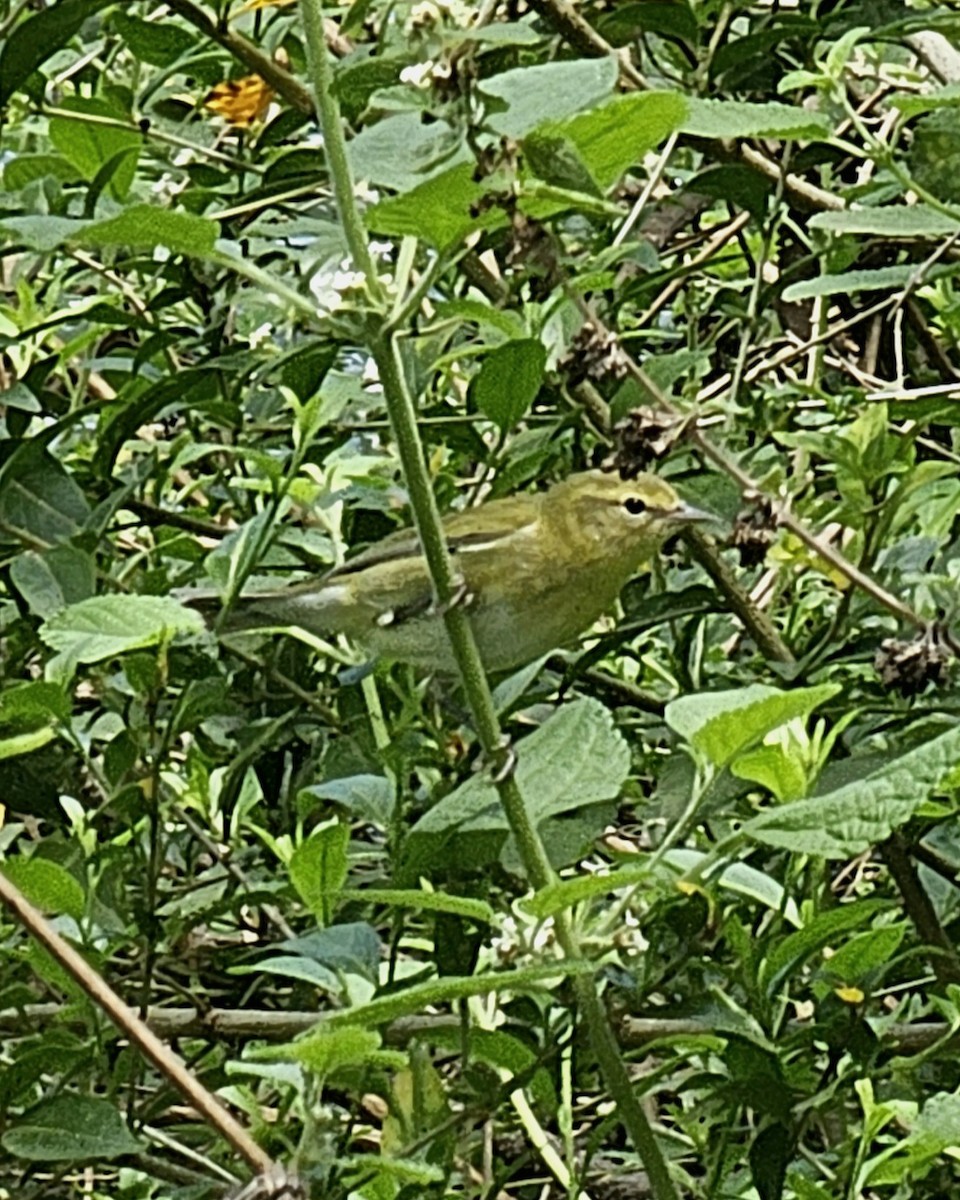 Tennessee Warbler - ML646432537