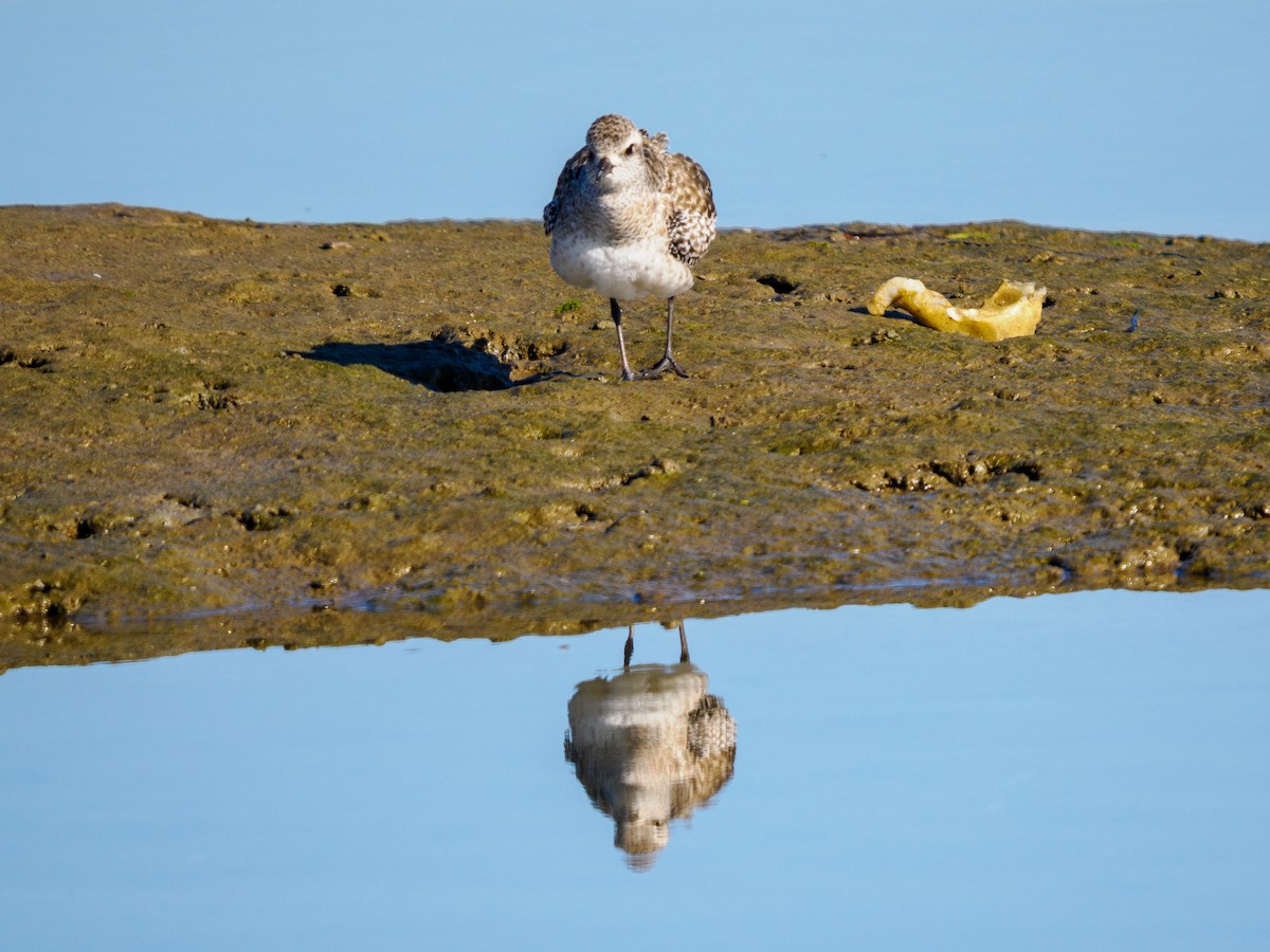 灰斑鴴 - ML646432540