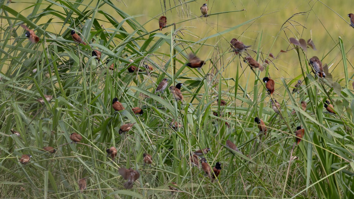 Capuchino Castaño - ML646432542