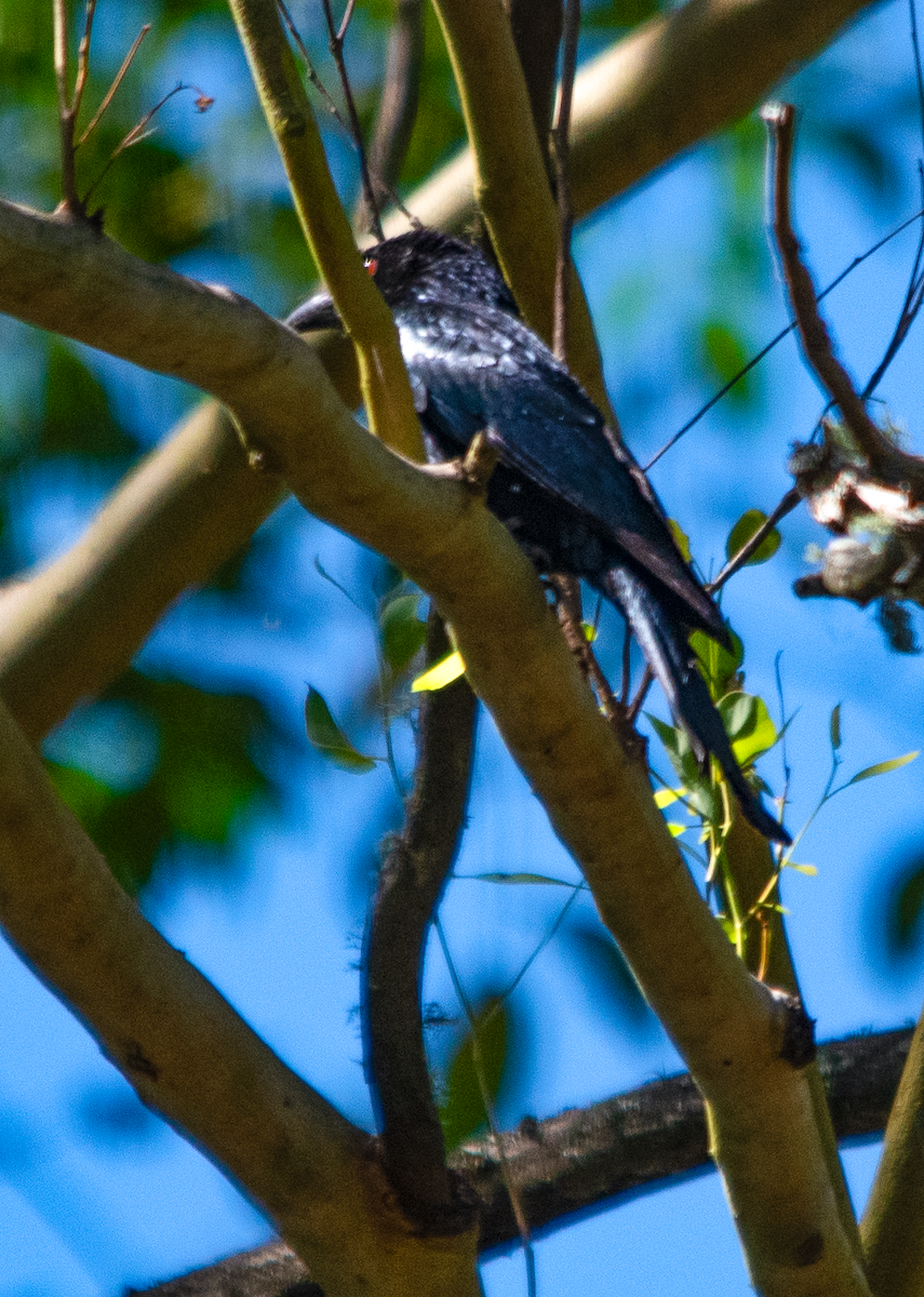 Spangled Drongo - ML646432546