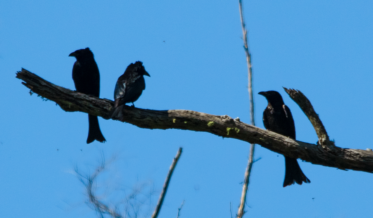 Spangled Drongo - ML646432547