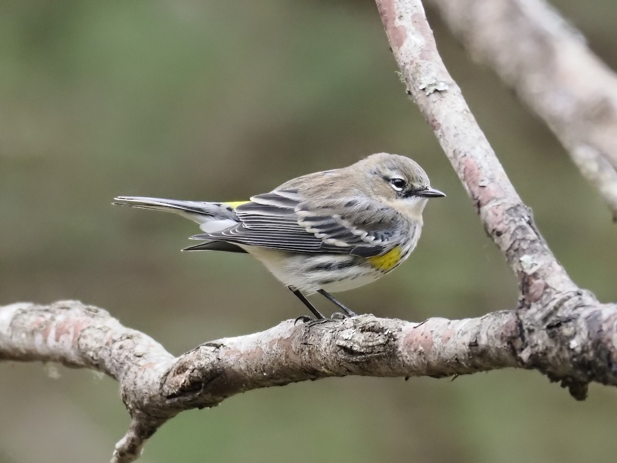 キヅタアメリカムシクイ - ML646432548