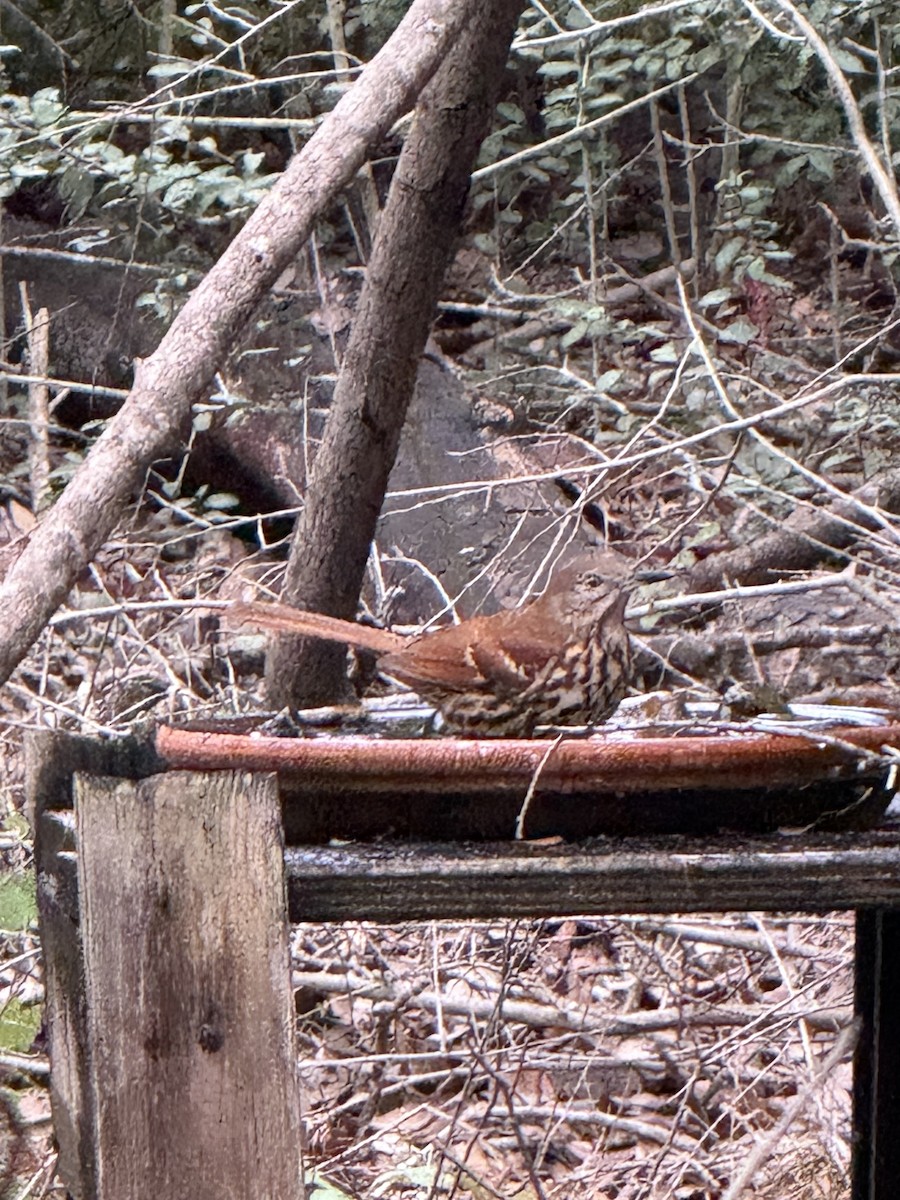 Cuitlacoche Rojizo - ML646432549