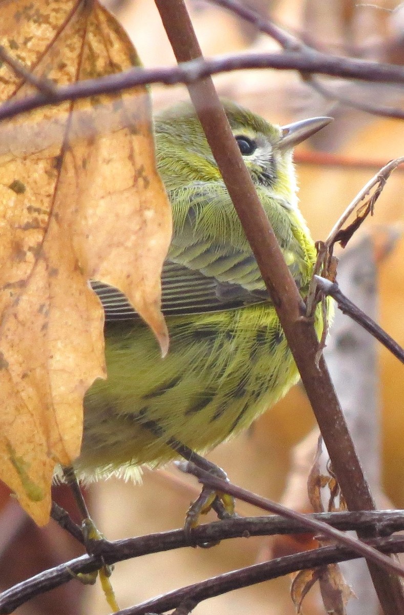 Prairie Warbler - ML646432551