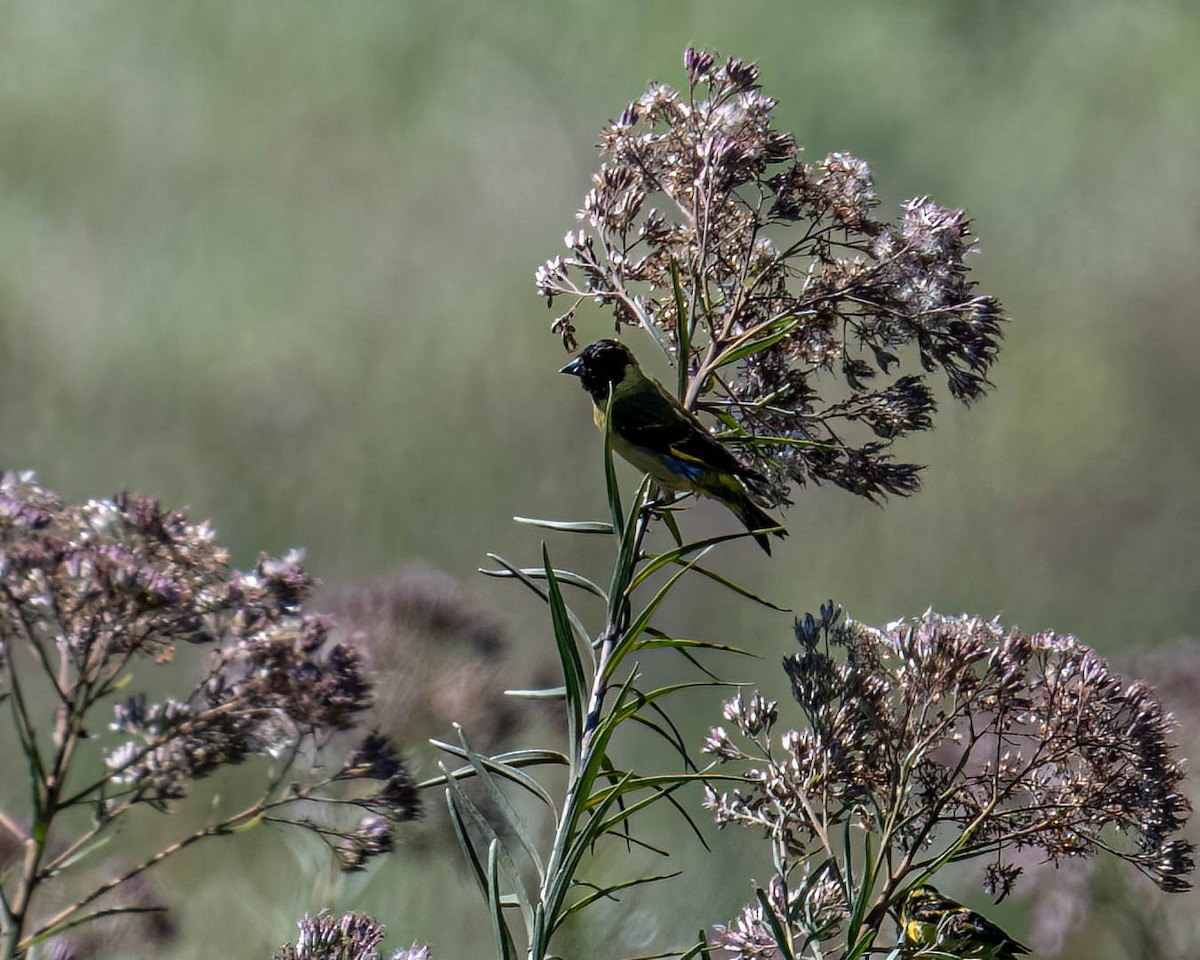 Hooded Siskin - ML646432552