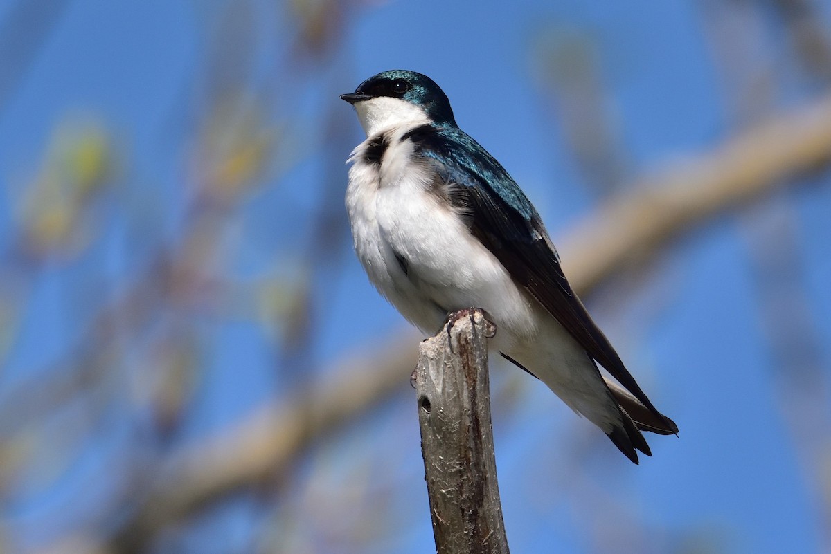 Hirondelle bicolore - ML646432553