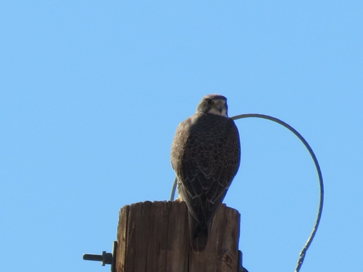 Prairie Falcon - ML646432557