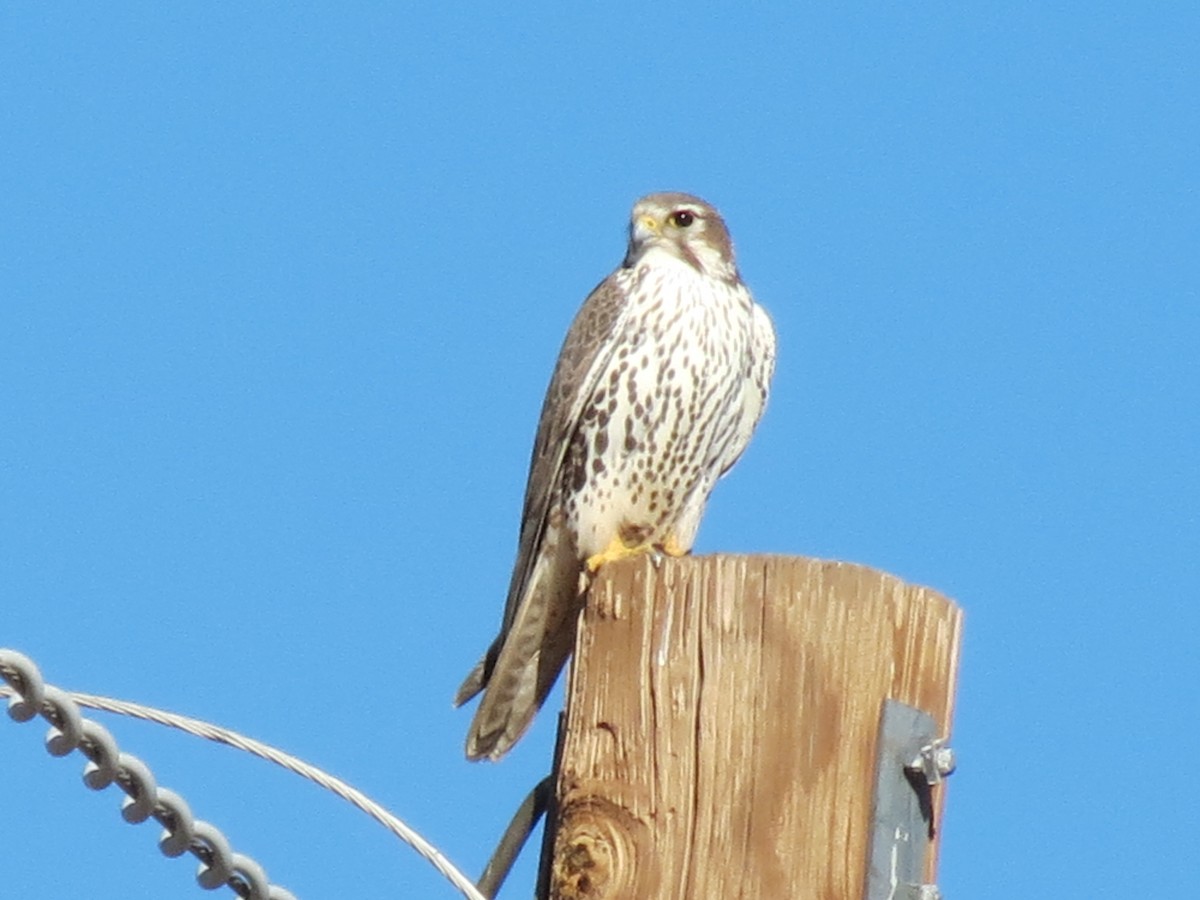 Prairie Falcon - ML646432559