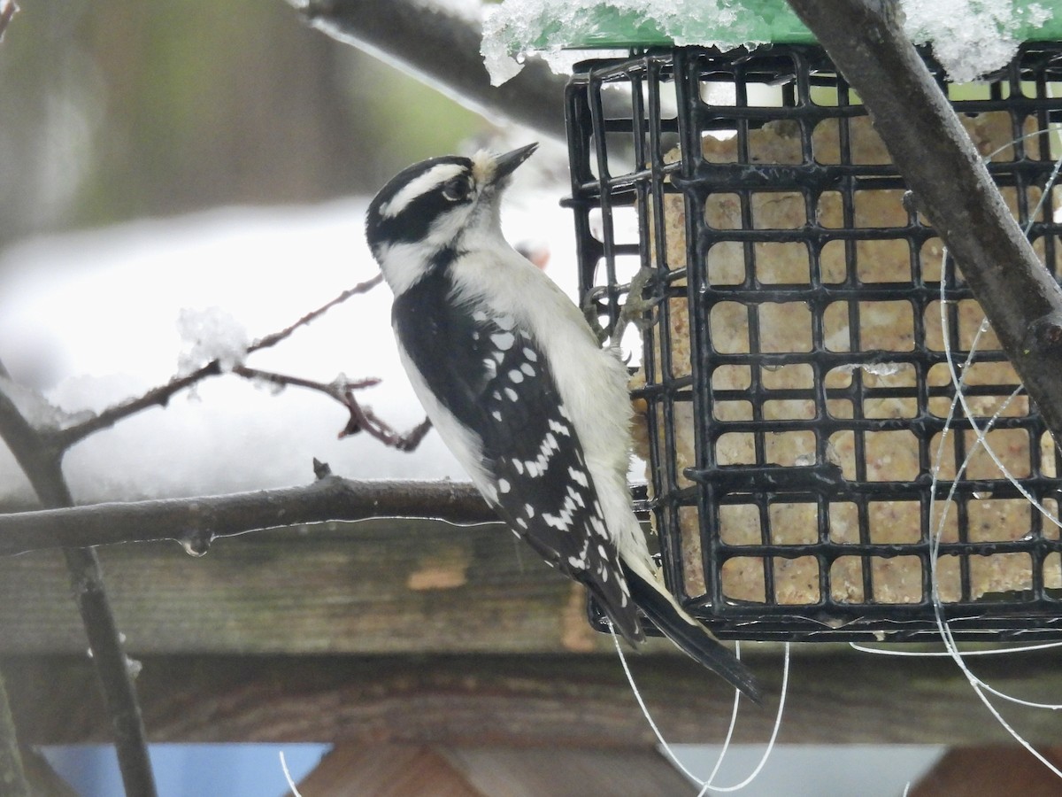 Downy Woodpecker - ML646432560