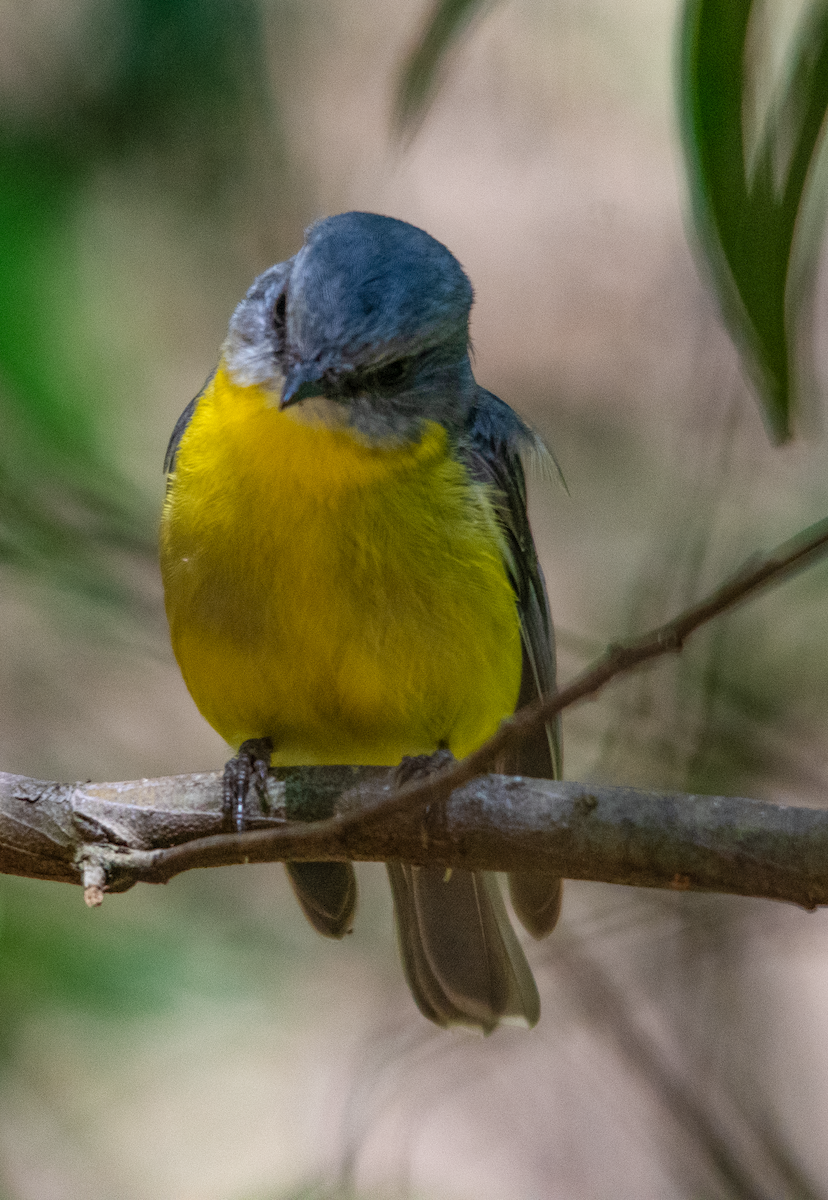 Eastern Yellow Robin - ML646432561