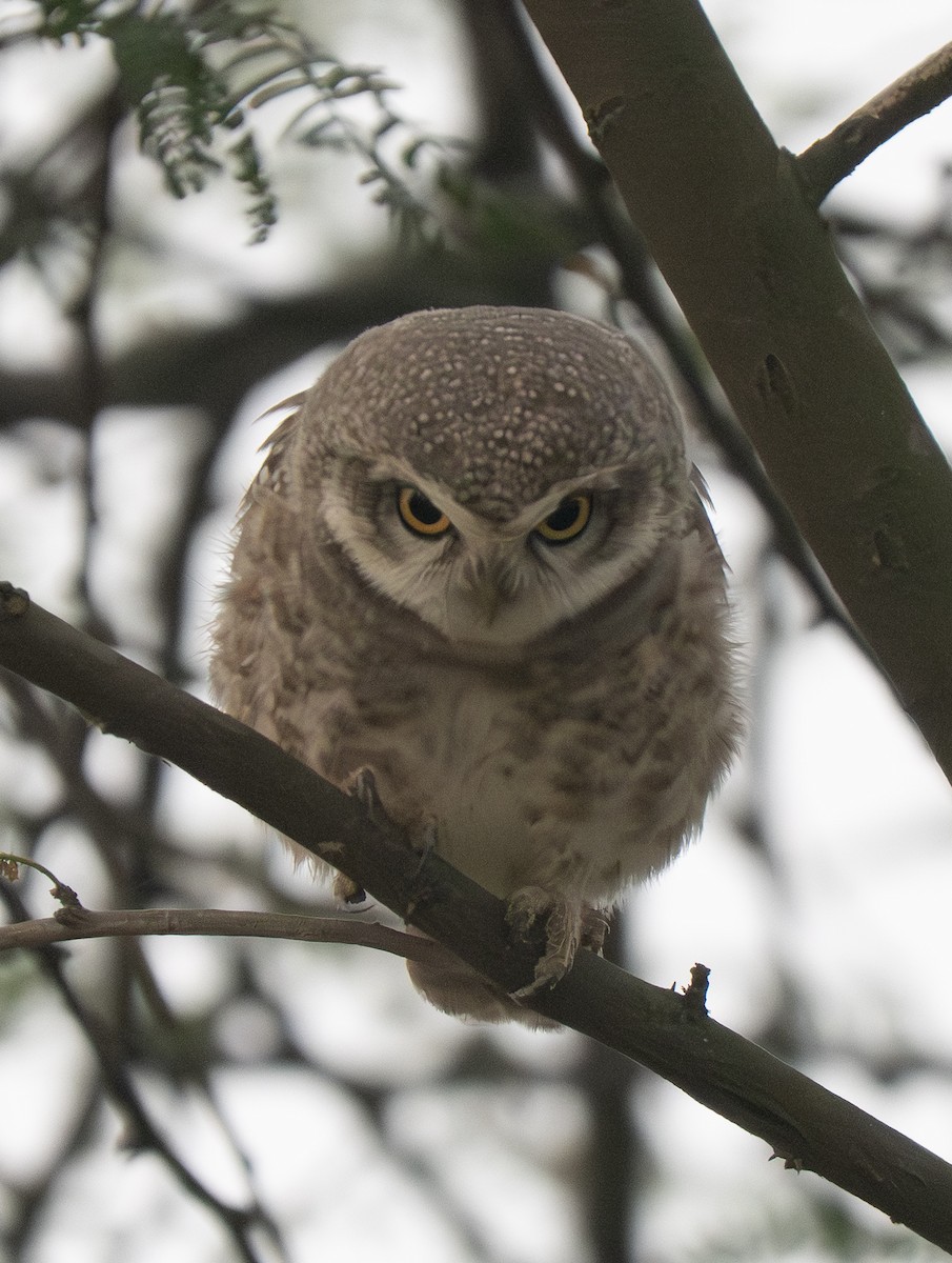 Spotted Owlet - ML646432562