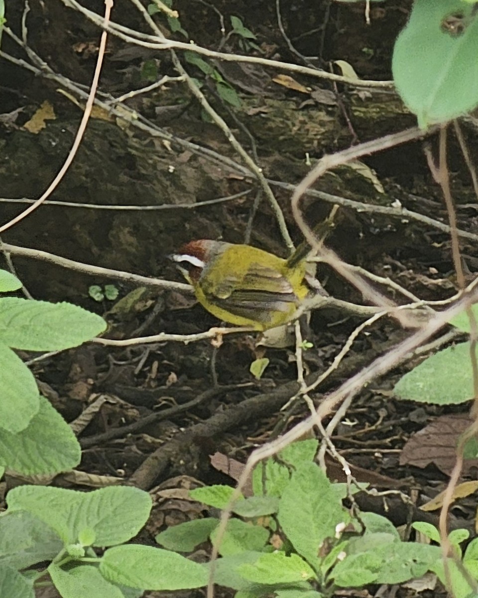 Chestnut-capped Warbler - ML646432564