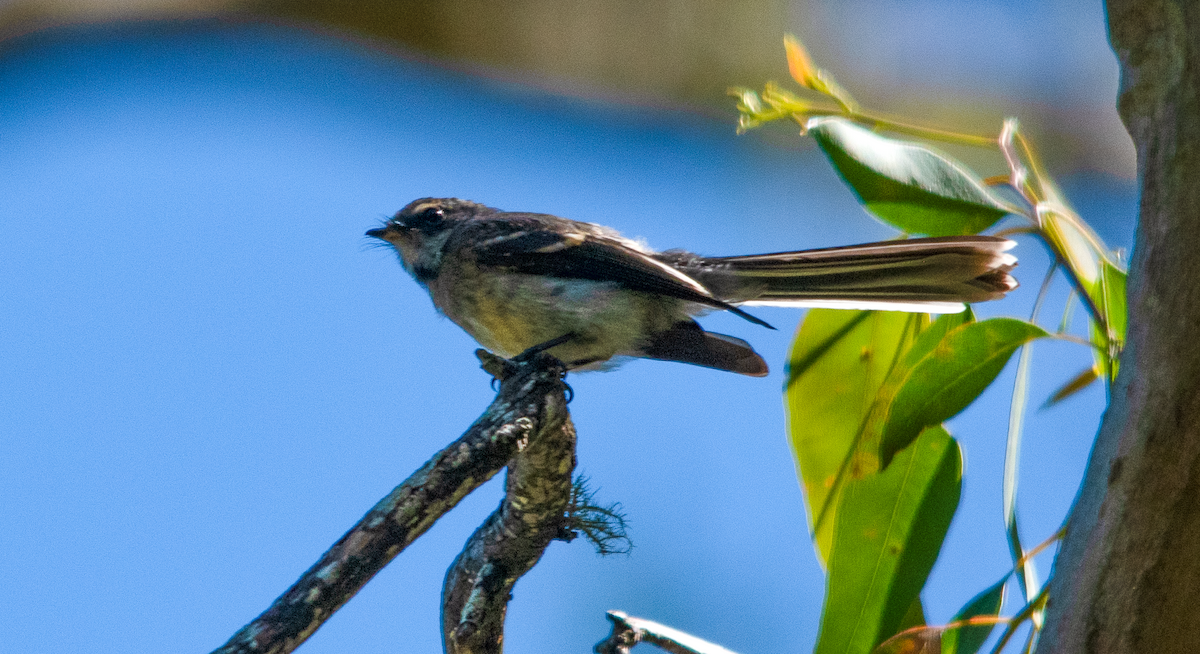 Gray Fantail - ML646432566