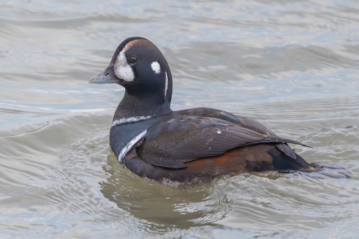 Palyaço Ördeği - ML646432570