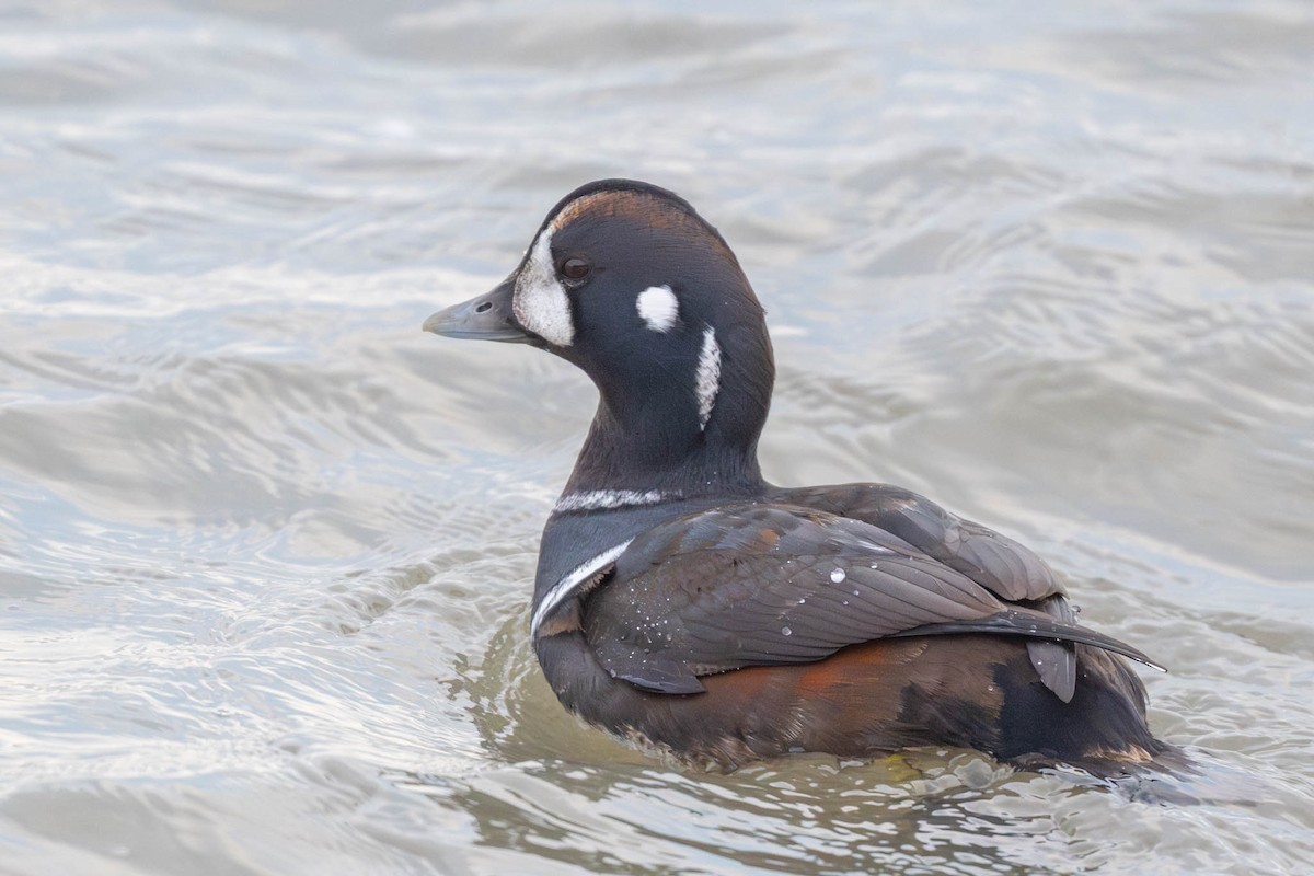 Palyaço Ördeği - ML646432571