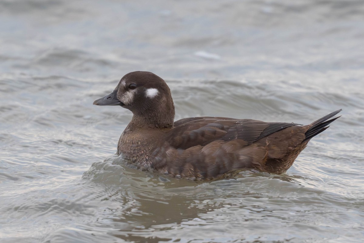 Palyaço Ördeği - ML646432573