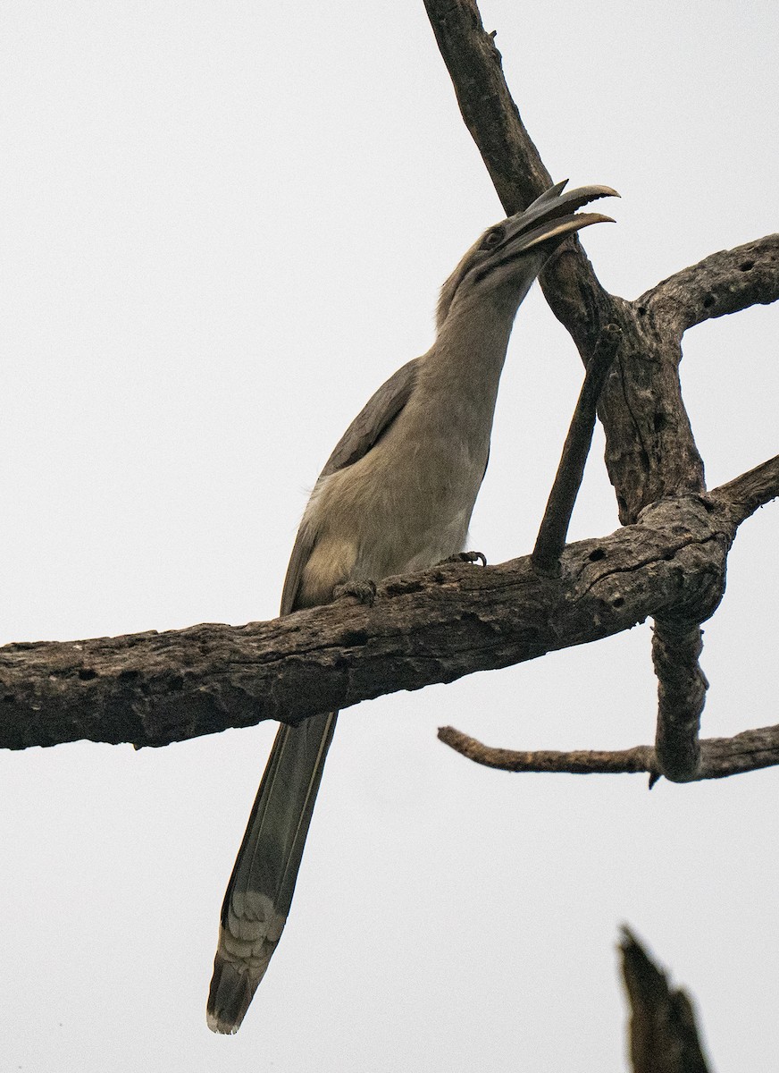 Indian Gray Hornbill - ML646432575