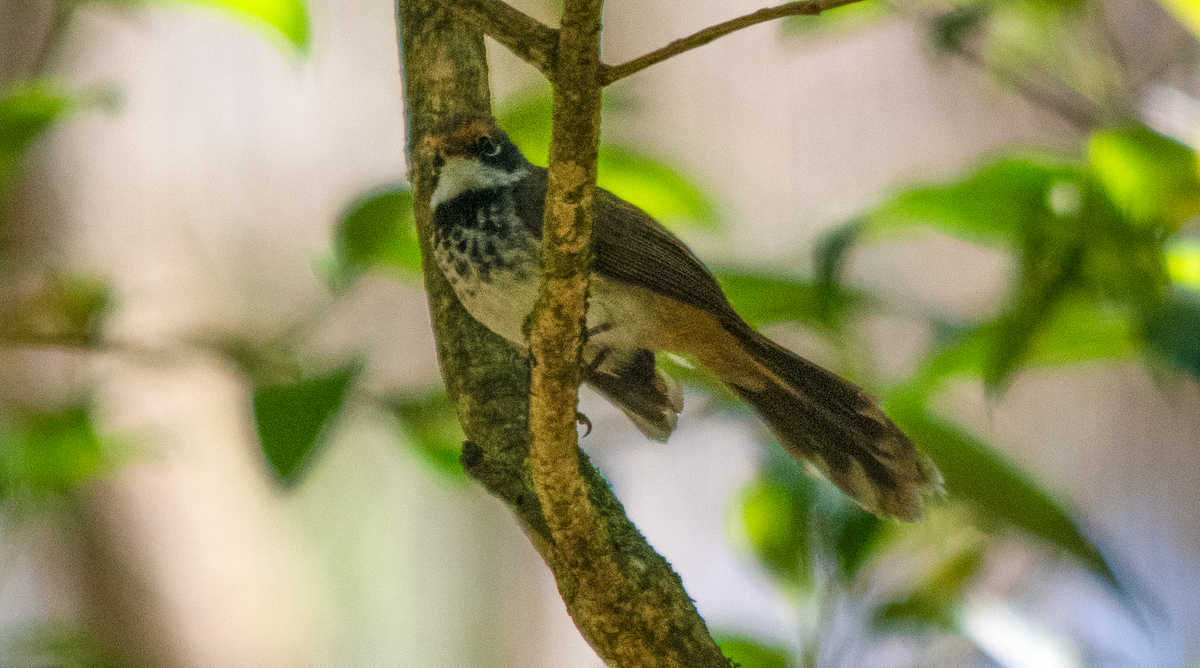 Australian Rufous Fantail - ML646432576