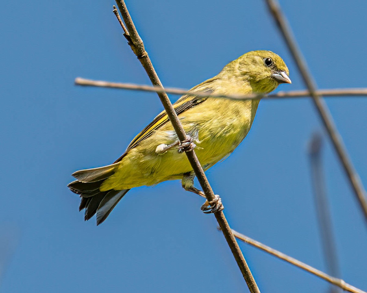 Hooded Siskin - ML646432578