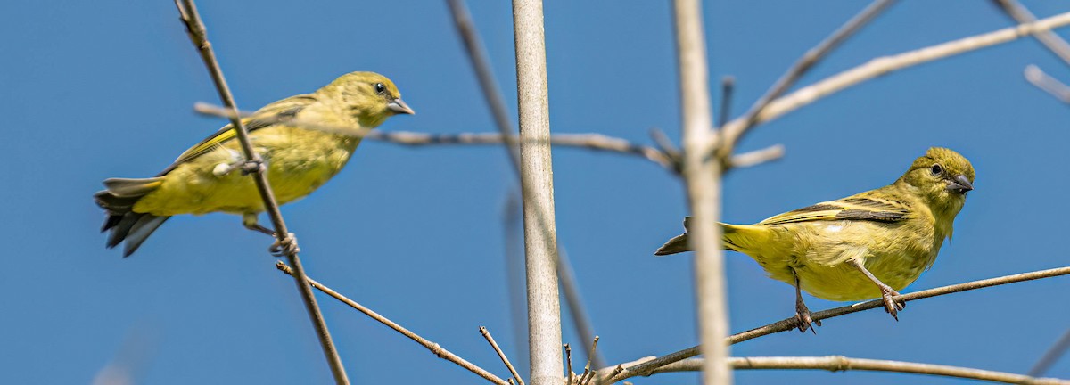 Hooded Siskin - ML646432579