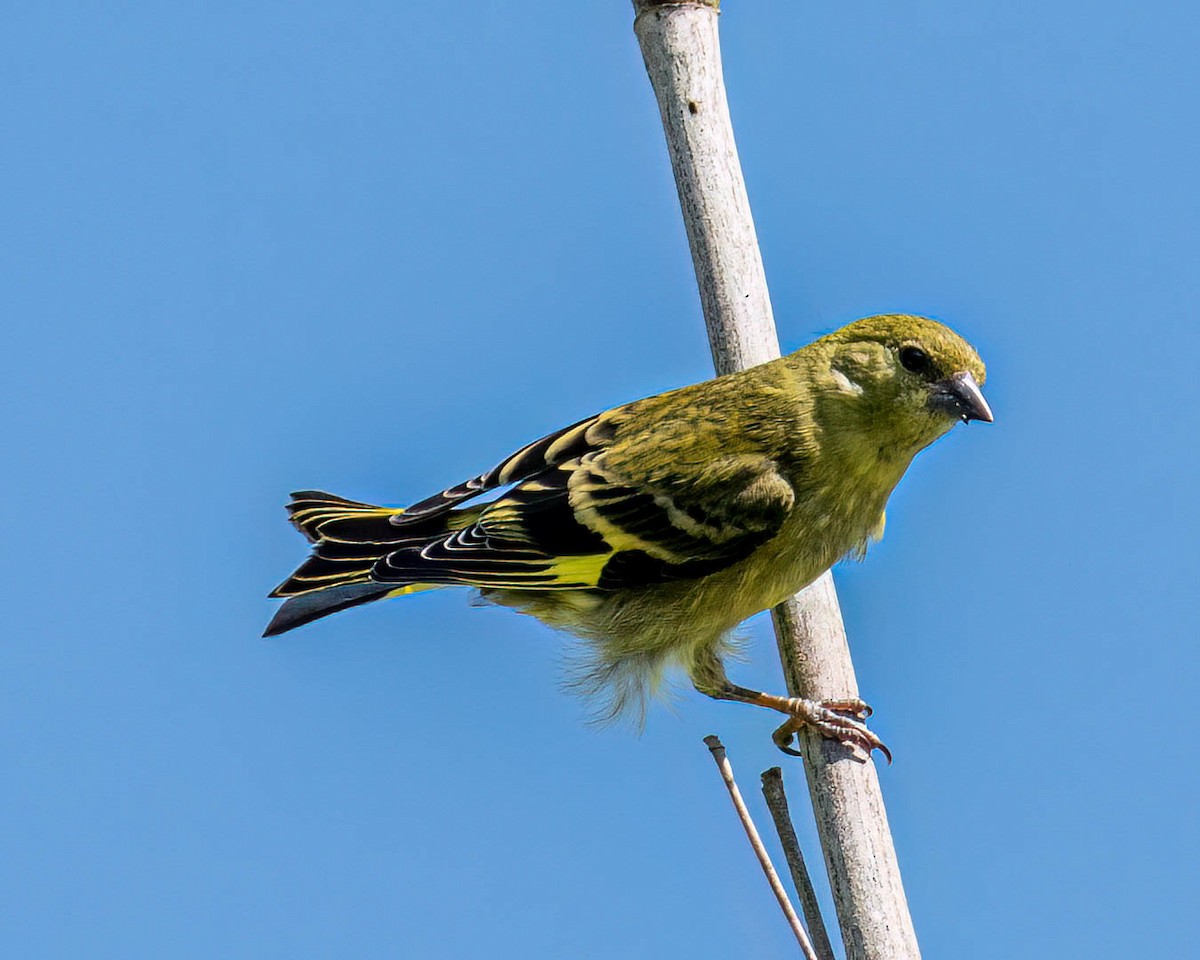 Hooded Siskin - ML646432580