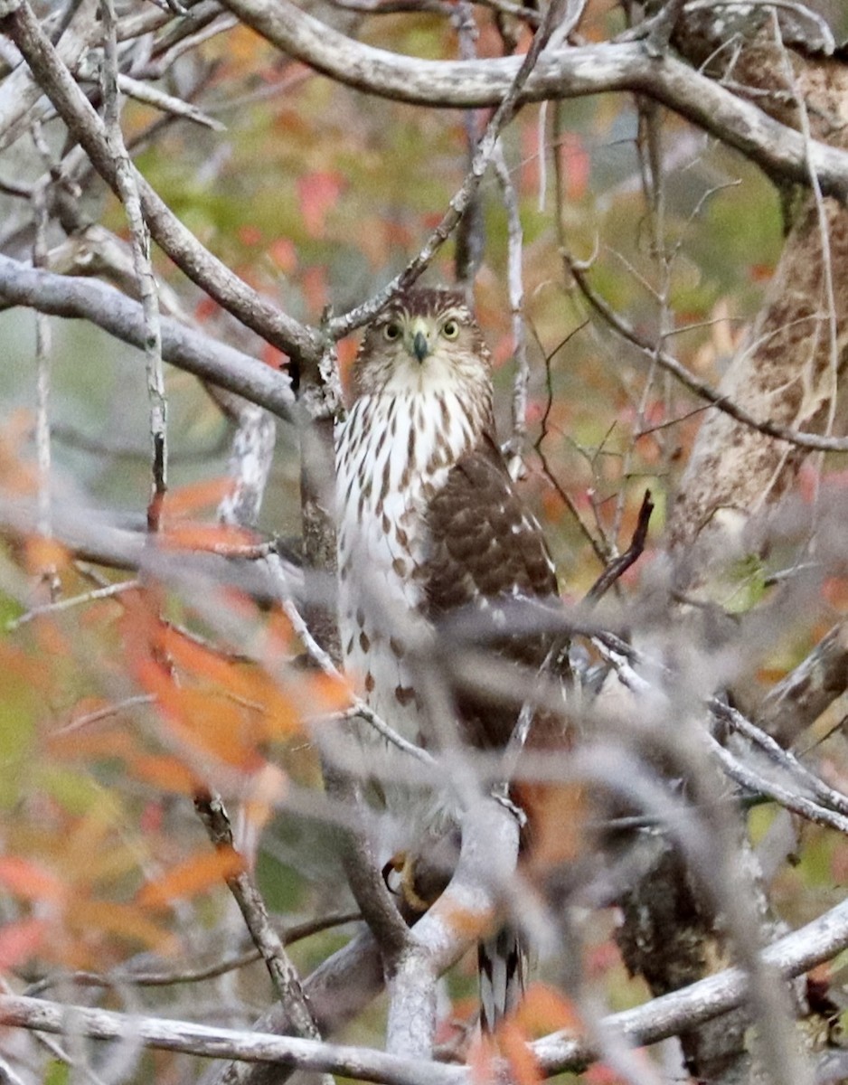 Cooper's Hawk - ML646432581