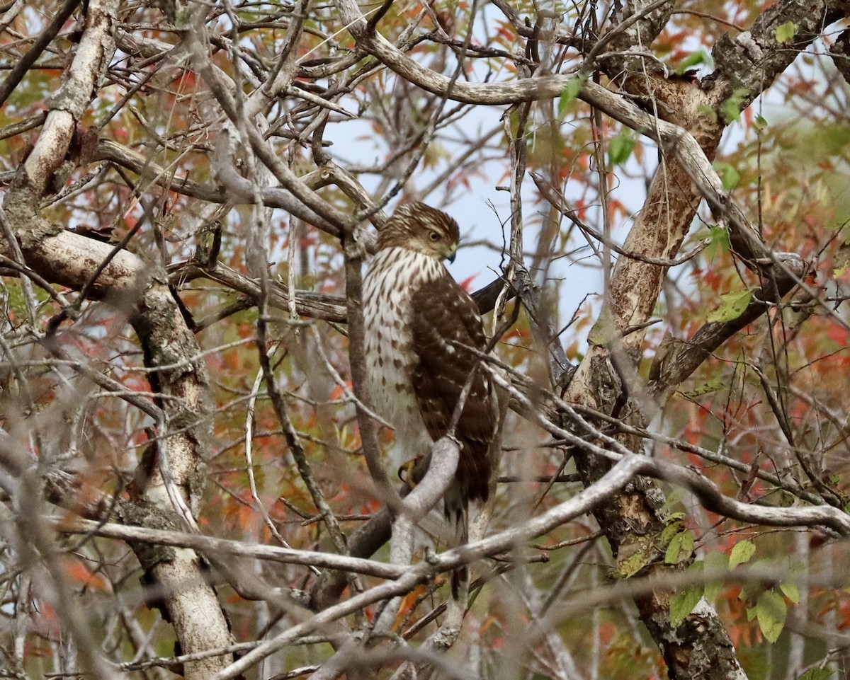 Cooper's Hawk - ML646432582
