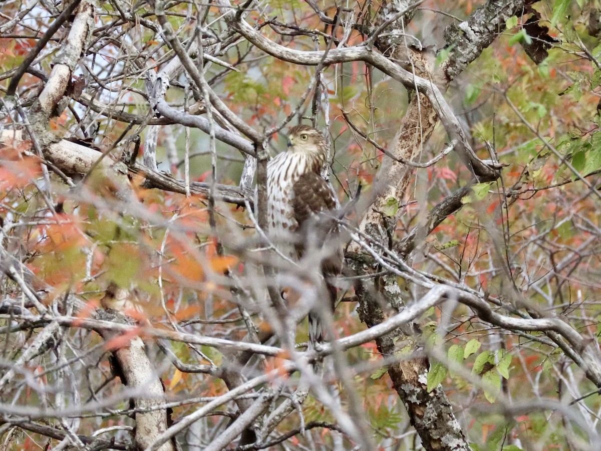 Cooper's Hawk - ML646432583