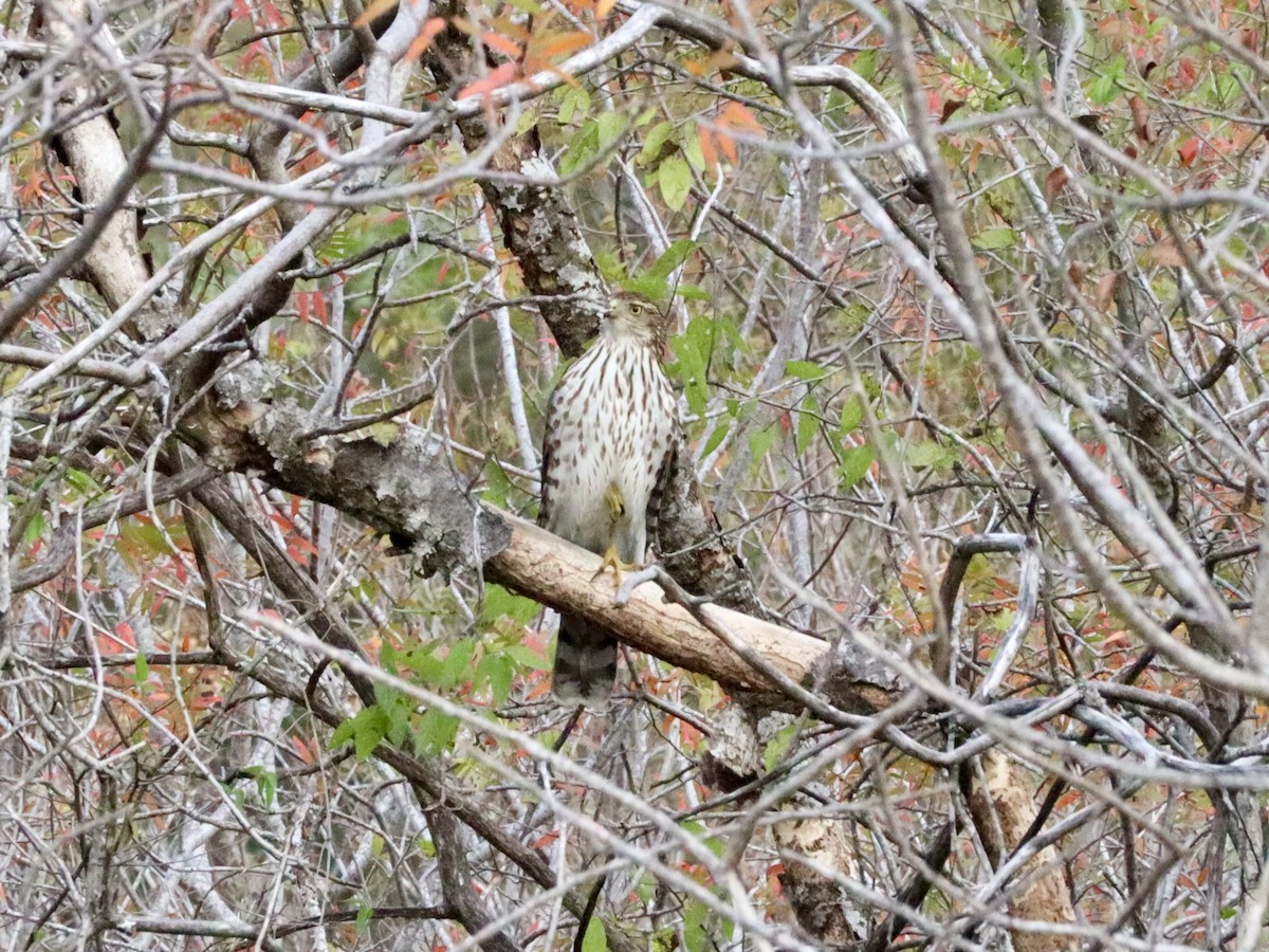 Cooper's Hawk - ML646432584
