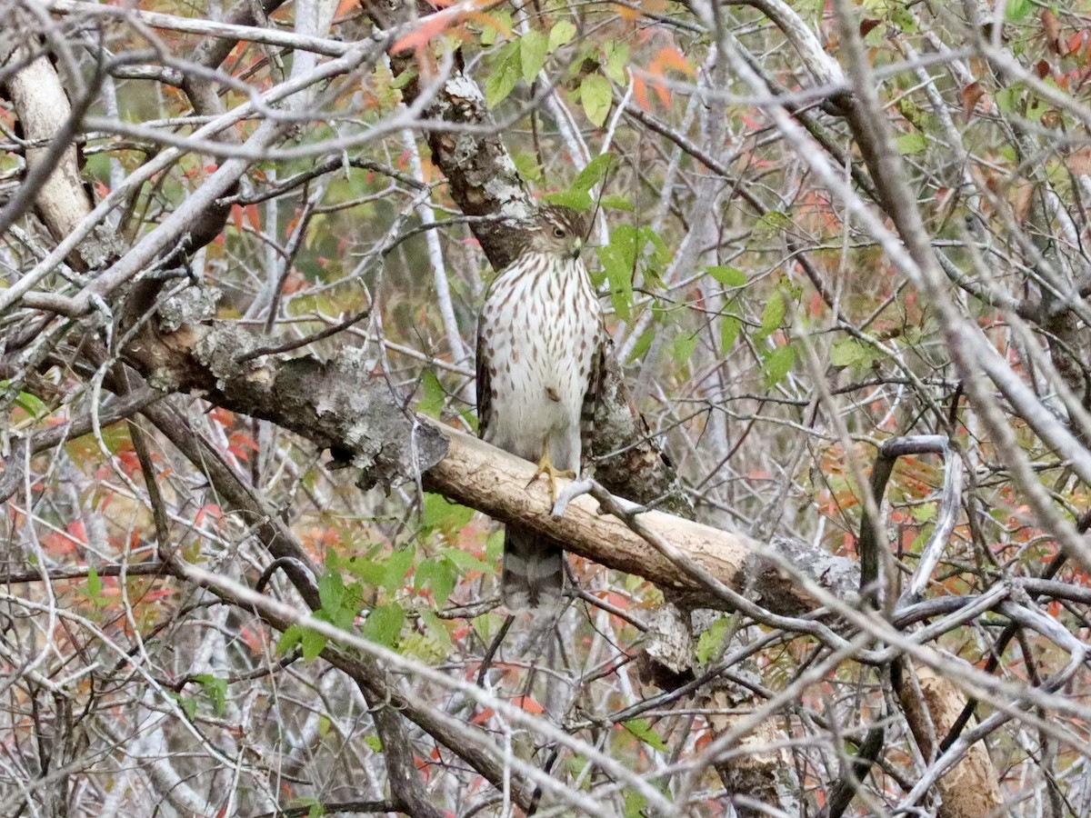 Cooper's Hawk - ML646432585