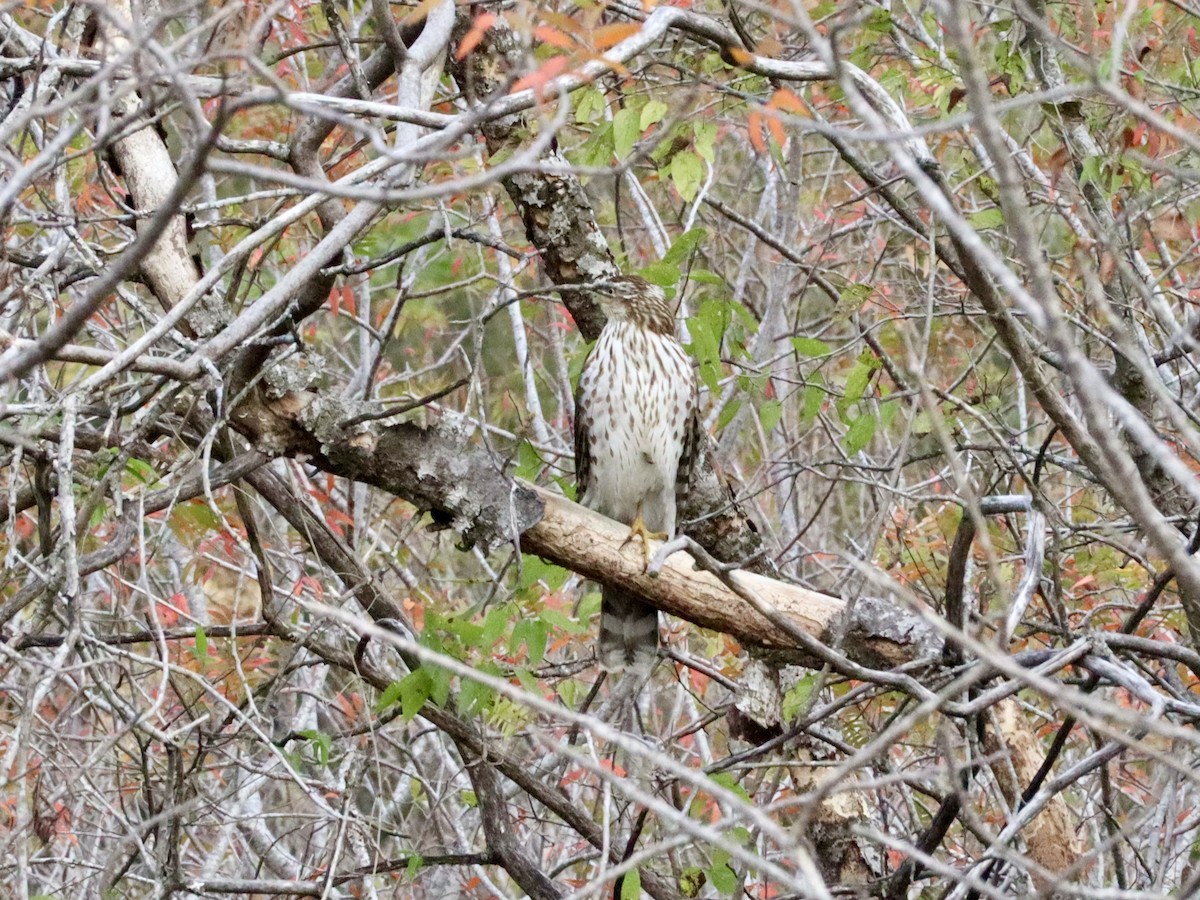 Cooper's Hawk - ML646432586