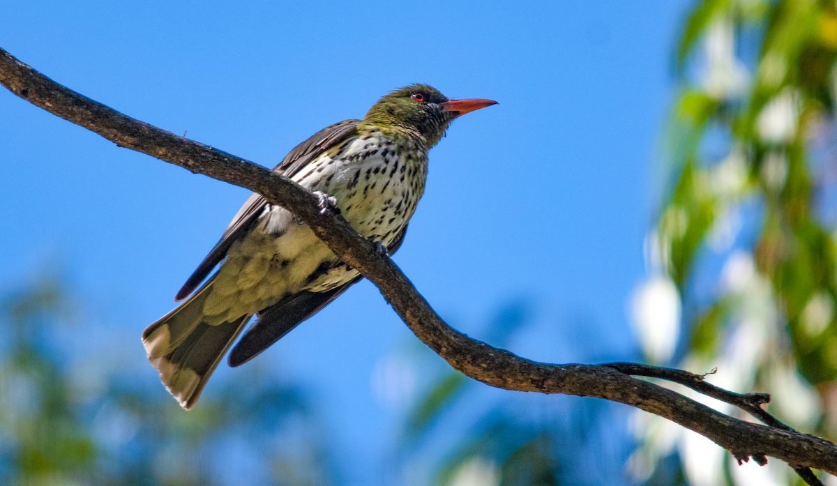 Olive-backed Oriole - ML646432587