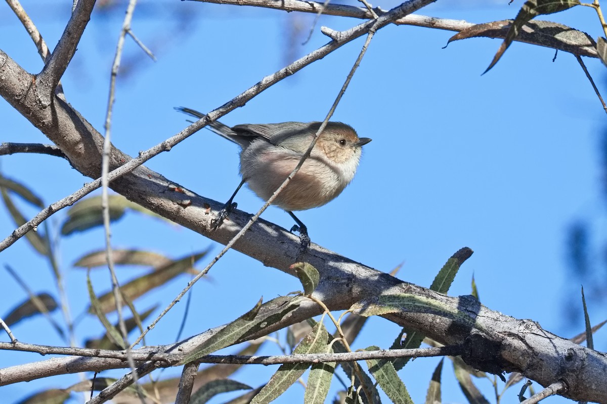 Bushtit - ML646432588
