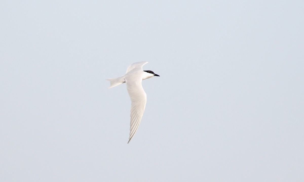 鷗嘴燕鷗 - ML646432589