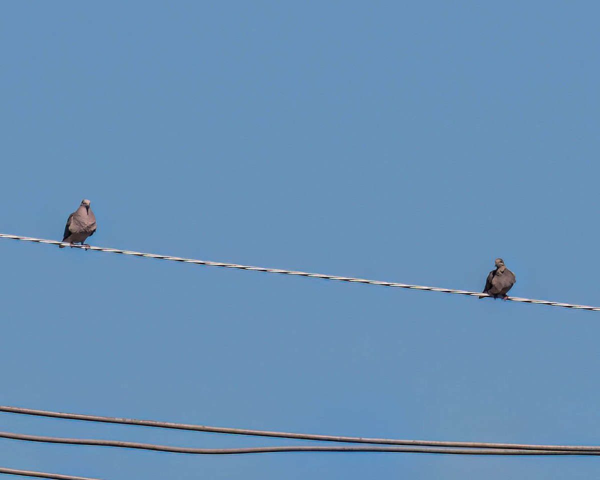 Темнохвостый голубь - ML646432590