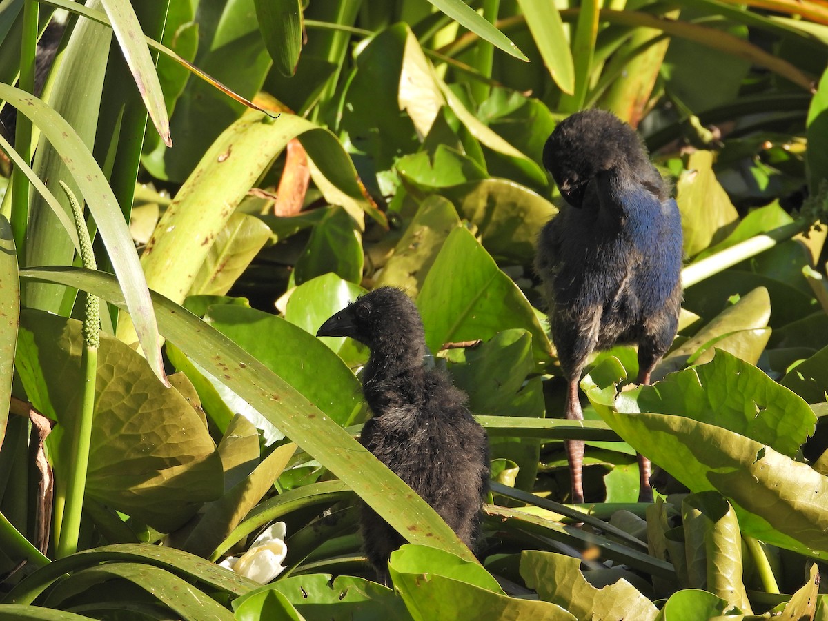 Australasian Swamphen - ML646432592