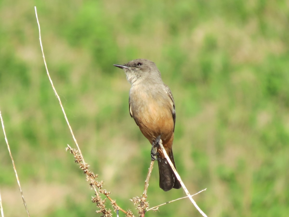 Say's Phoebe - ML646432593