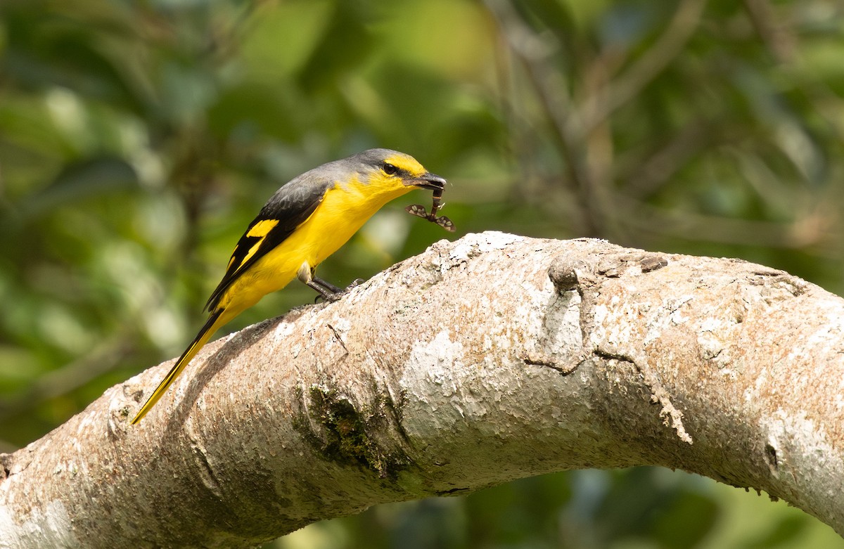 Orange Minivet - ML646432594