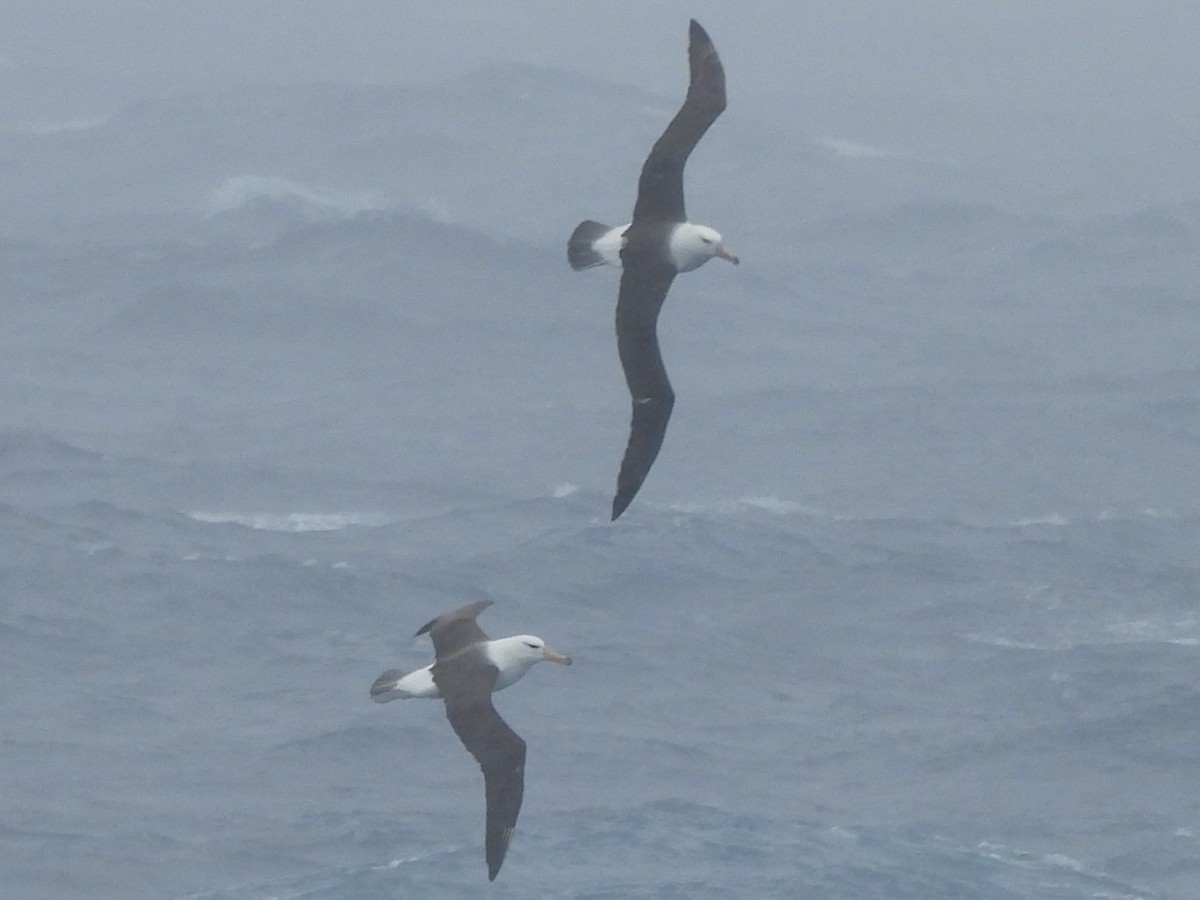 albatros černobrvý - ML646432595