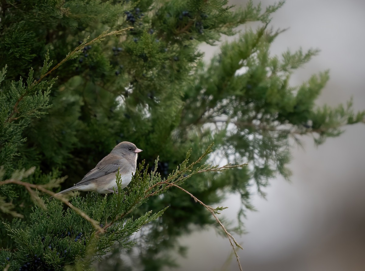 Dark-eyed Junco - ML646432596