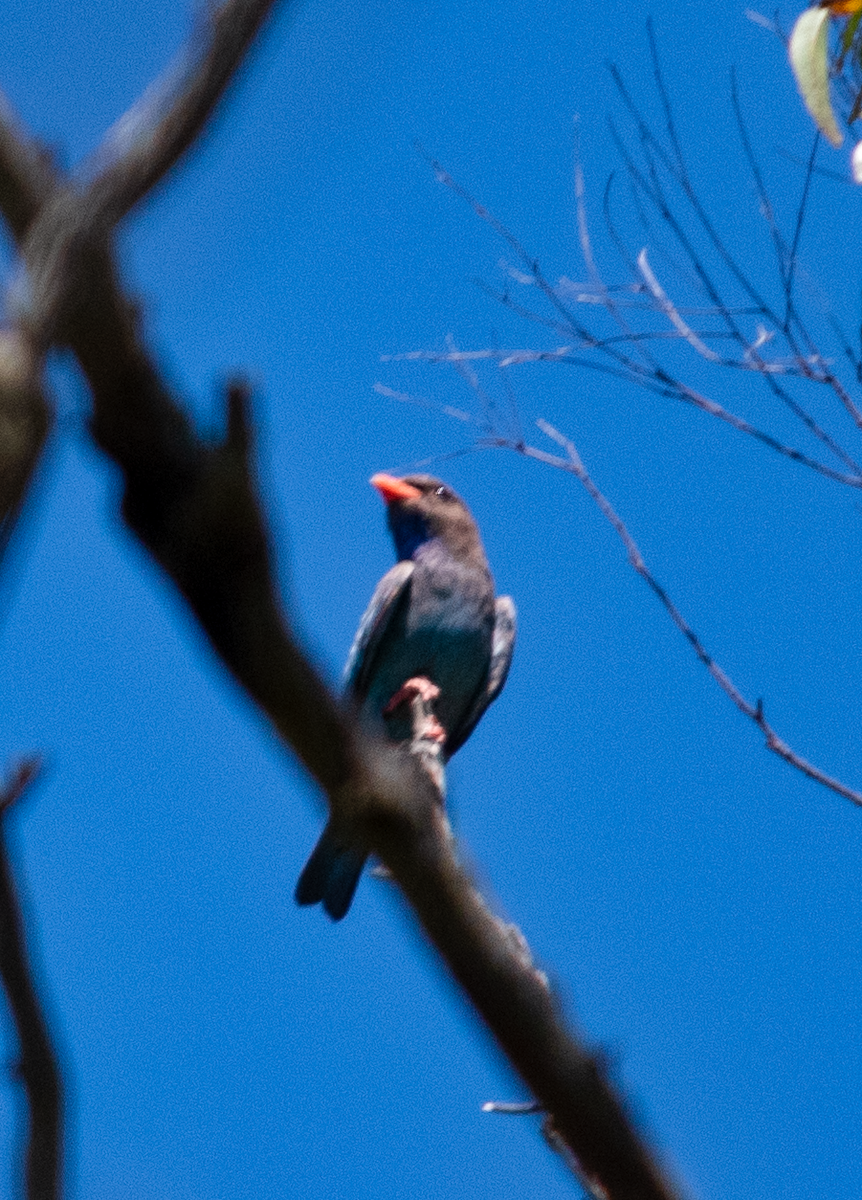 佛法僧 - ML646432597