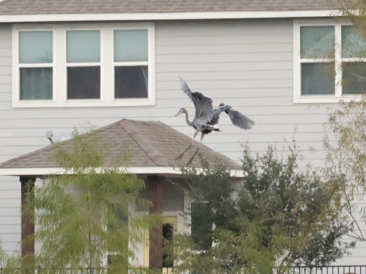 Great Blue Heron - ML646432598