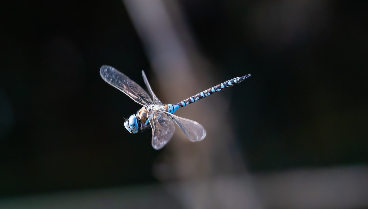 Animali - ML646432600