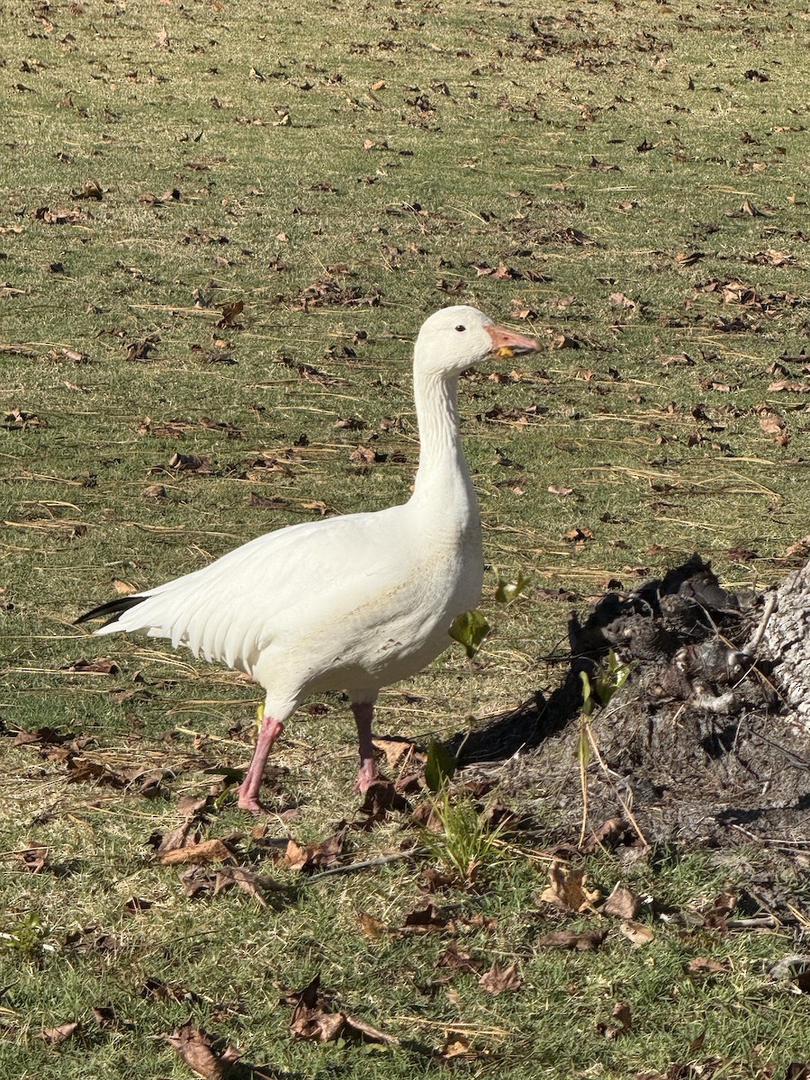 ハクガン - ML646432601