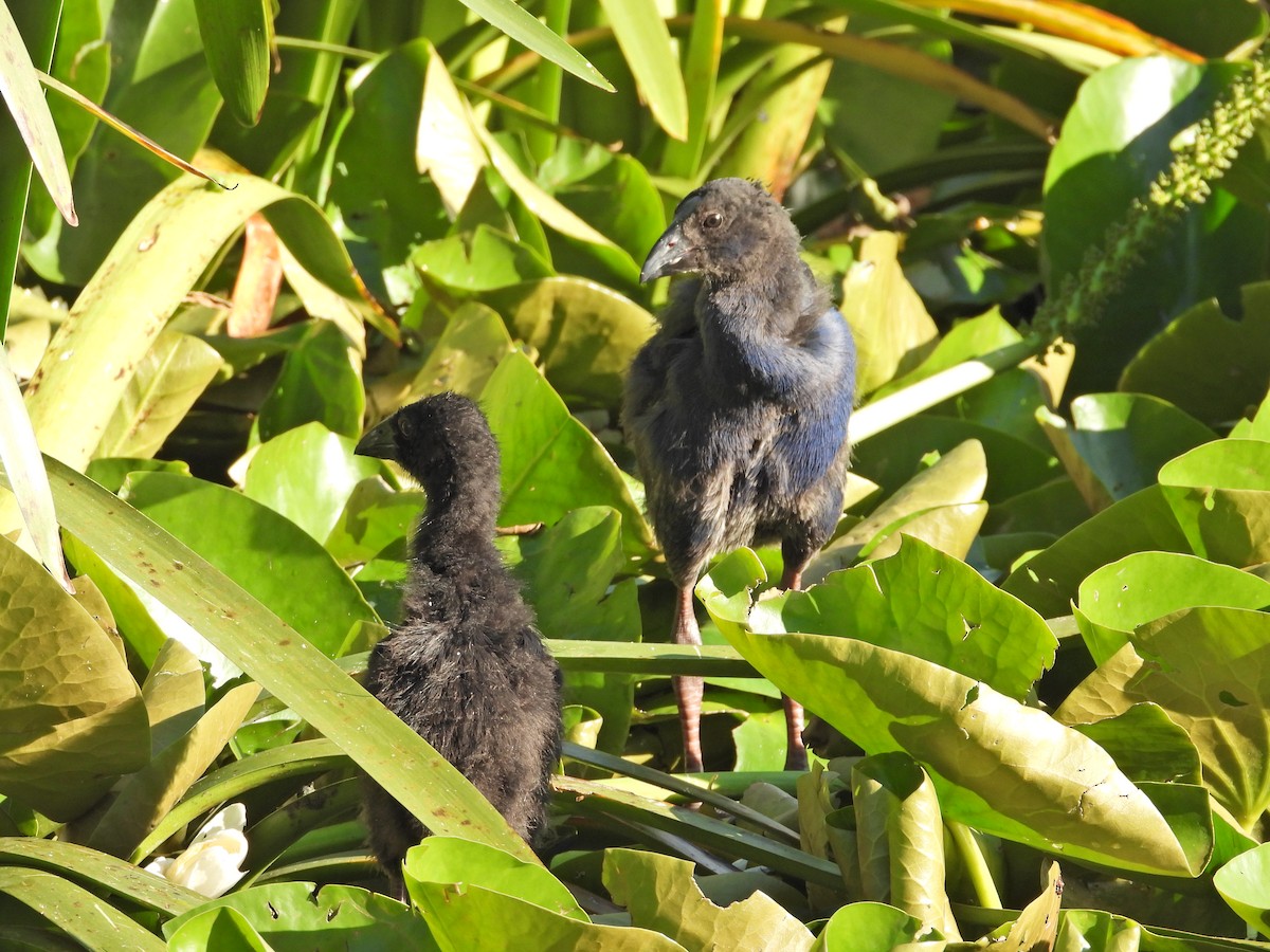 Australasian Swamphen - ML646432602