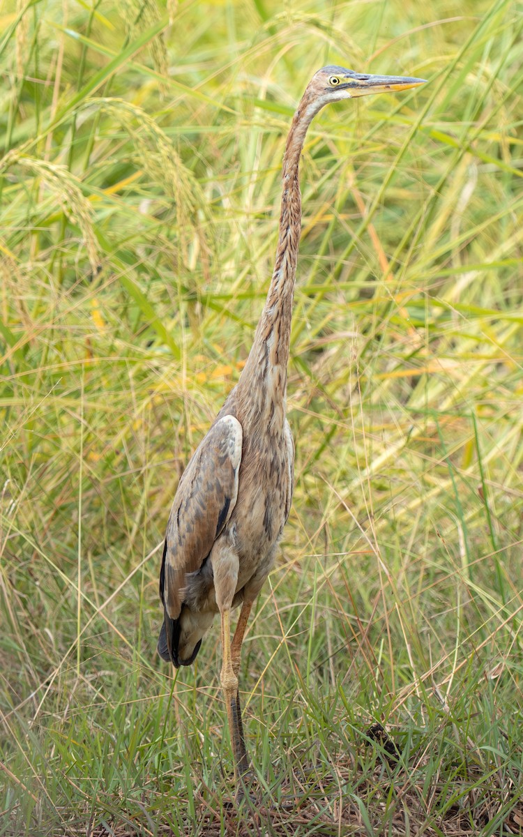 volavka červená - ML646432604